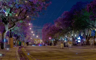 لوحة تشكيلية طبيعية..شاهد| أبها ترتدي البنفسجي بعد ازدهار أشجار الجاكرندا