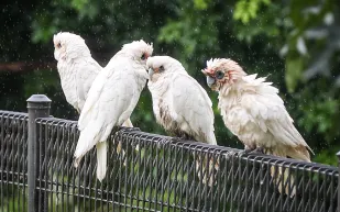 على طريقة أفلام الرعب: آلاف الطيور تغزو مدينة أسترالية! (فيديو)