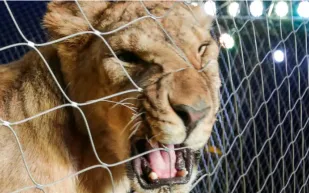 لحظة انقضاض أسد على مدربه في عرض مباشر