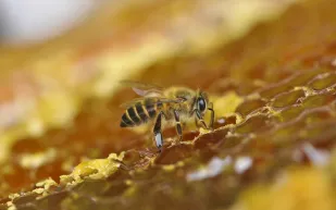 "جيرلان" تكرس اهتمامها بحماية النحل من خلال شراكات عالمية جديدة