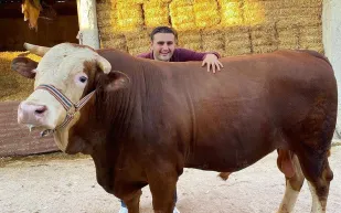 بقرة الشيف «بوراك» تهاجم المصور أثناء التصوير (فيديو)