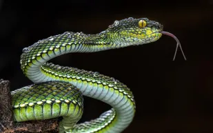 ثعبان طوله تسعة أمتار يهاجم مواطنا نمساوياً في المرحاض 