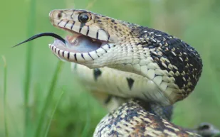 أفعى تقتحم مباراة للدوري الروسي الممتاز وتتسبب بخسارة الفريق (فيديو)