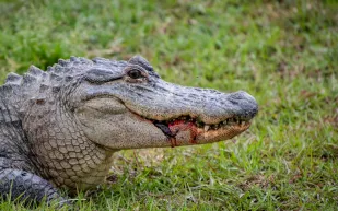 سائح يخرج سيدة من فكي تمساح وينقذها من موت محقق! (فيديو)