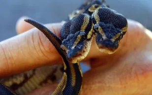 لقطات صادمة لثعبان برأسين يتناول "فأرين" في آن واحد!! (فيديو)