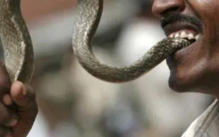 هندي عضه ثعبان سام فانتقم بنفس الطريقة !! (صور)