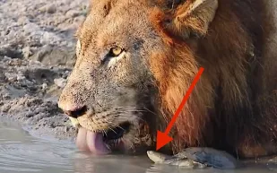 سلحفاة تهزم أسداً وتطرده بقوة من بئر الماء الخاصة بها! (فيديو)