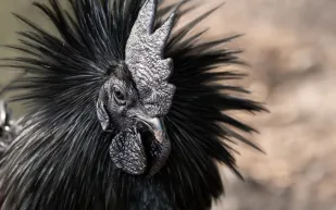 تبدأ من 3 آلاف جنيه.. الدجاج الأسود يصل مصر (صور)