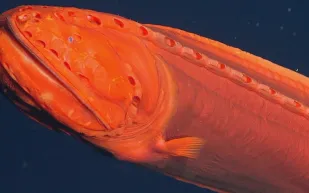 شاهد| سمكة حوت تغير شكلها وفقاً لجنسها وتحير العلماء لقرن كامل!