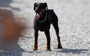 كلب يقطع 380 كيلومتراً ليعود لصاحبه