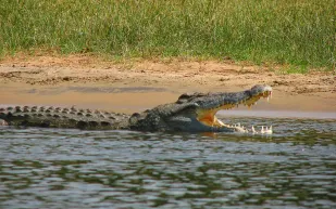 تمساح ضخم يدخل سباقًا مع قارب صغير في نهر بأستراليا.. فمن الأسرع؟! (فيديو)