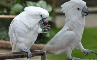 ببغاوات تحدث أزمة كبيرة وتعلم بعضها السرقة (فيديو)