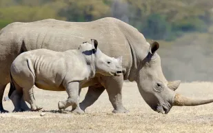وحيد القرن يدافع عن صغيره بشجاعة أمام أسد (فيديو)