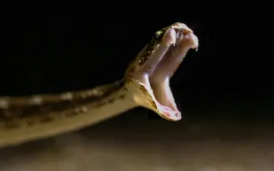 ماذا فعل كلب عند رصده لأفعى ضخمة تحاول لدغ مالكه (فيديو)