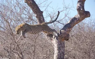 شاهد لقطات مذهلة لانقضاض نمر على غزال 