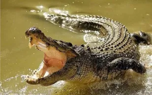 مغامرة أم انتحار؟ شاهد فتاة معلقة بالحبال تعبر نهرًا مليئًا بالتماسيح الجائعة