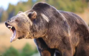 دُبّان بريان يستعرضان مهاراتيهما بكرة القدم في الغابة (فيديو) 