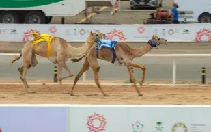 ختام مهرجان ولي العهد للهجن يسجل أرقامًا قياسية 