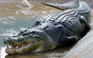 هل تستطيع العثور على التمساح في هذا الفيديو؟ 