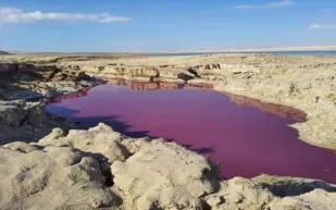 تحول مياه البحر الميت للأحمر الدامي فما السر ؟ (فيديو)