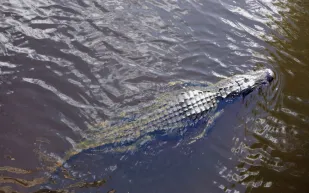 سيدة تنجو بأعجوبة من فكي تمساح (فيديو)