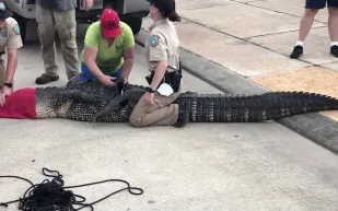 صياد أمريكي يجد أشياء تعود إلى آلاف السنين في بطن تمساح عملاق 