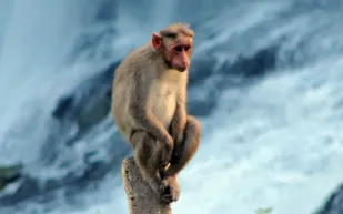 تحرير جرو بعد قيام قرد باختطافه 3 أيام (فيديو)