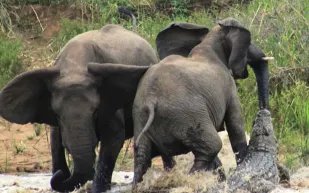 أنثى فيل تلقن تمساحًا درسًا حاول افتراس صغيرها (فيديو)