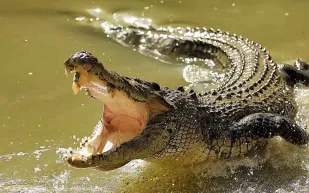 في مشهد صادم تمساح عملاق يبتلع فريسته (فيديو)