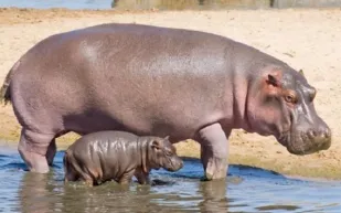 لماذا تعقم كولومبيا أفراس النهر التي كان يمتلكها بابلو إسكوبار؟