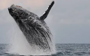 البشر سيتحدثون إلى الحيتان في هذا التاريخ!