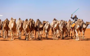 العثور على جثة سعودي بعد فقدانه 3 أشهر في صحراء القويعية