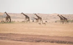 عش تجربة مثيرة في الأدغال بمنطقة سفاري موسم الرياض (فيديو)