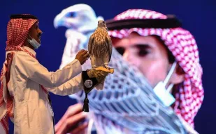 في اليوم الأول لمزاد نادي الصقور بيع 4 صقور بربع مليون ريال