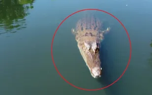 بحركة بهلوانية تمساح يلتقط طائرة دون طيار (فيديو)