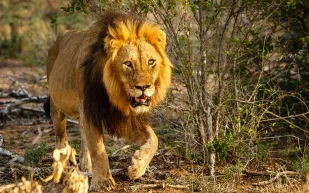 أسد ينتظر فريسته في مرحاض عام (فيديو)