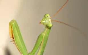 أخطر 10 حيوانات على وجه الأرض