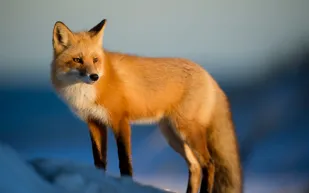 هذا ما يحدث عندما ينزل الثعلب إلى ملعب كرة القدم الأمريكية؟ (فيديو)