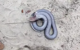 ثعبان أسود عملاق يتظاهر بالموت ويحصد مشاهدات مليونية (فيديو)