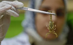 حقنة سم العقرب بارقة أمل جديدة لعلاج كورونا