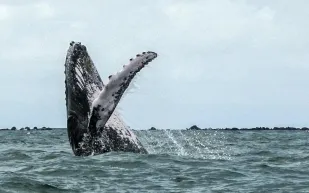 لقطات مرعبة لحوت عملاق يلتهم زورقًا فهل نجا ركابه؟ (فيديو)