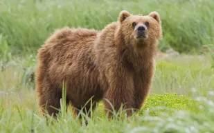 دب يتناول العشاء دجاجًا مقليًا في مطبخ أمريكي (فيديو)