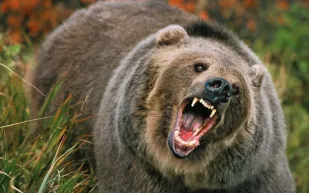 دب عملاق يحصد 11 مليون مشاهدة بهذا التصرف المدهش (فيديو)