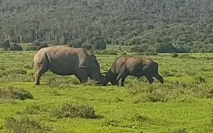 معركة نادرة بين وحيد قرن وجاموس بري (فيديو) 