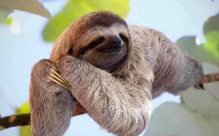 في مشهد مذهل.. حيوان الكسلان يشكر رجلاً ساعده على عبور الطريق (فيديو)