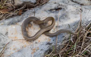 خبير طقس سعودي يحذر من العقارب والثعابين