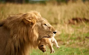 لماذا أقدم أسد على التهام شبله الصغير؟ (فيديو)