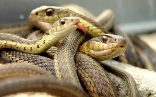 الثعابين تتسبب في حرق منزل رجل أمريكي ثمنه مليون دولار