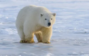 ملاكم يداعب دبًّا ضخمًا ويطعم آخر بملعقة! (فيديو)
