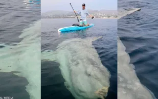 رصد سمكة «شمس» عملاقة نادرة بطول 3 أمتار كاملة (فيديو)